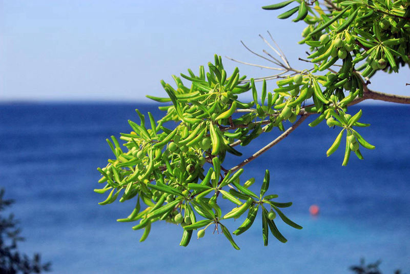 Mandre, isola di Pag, Croazia